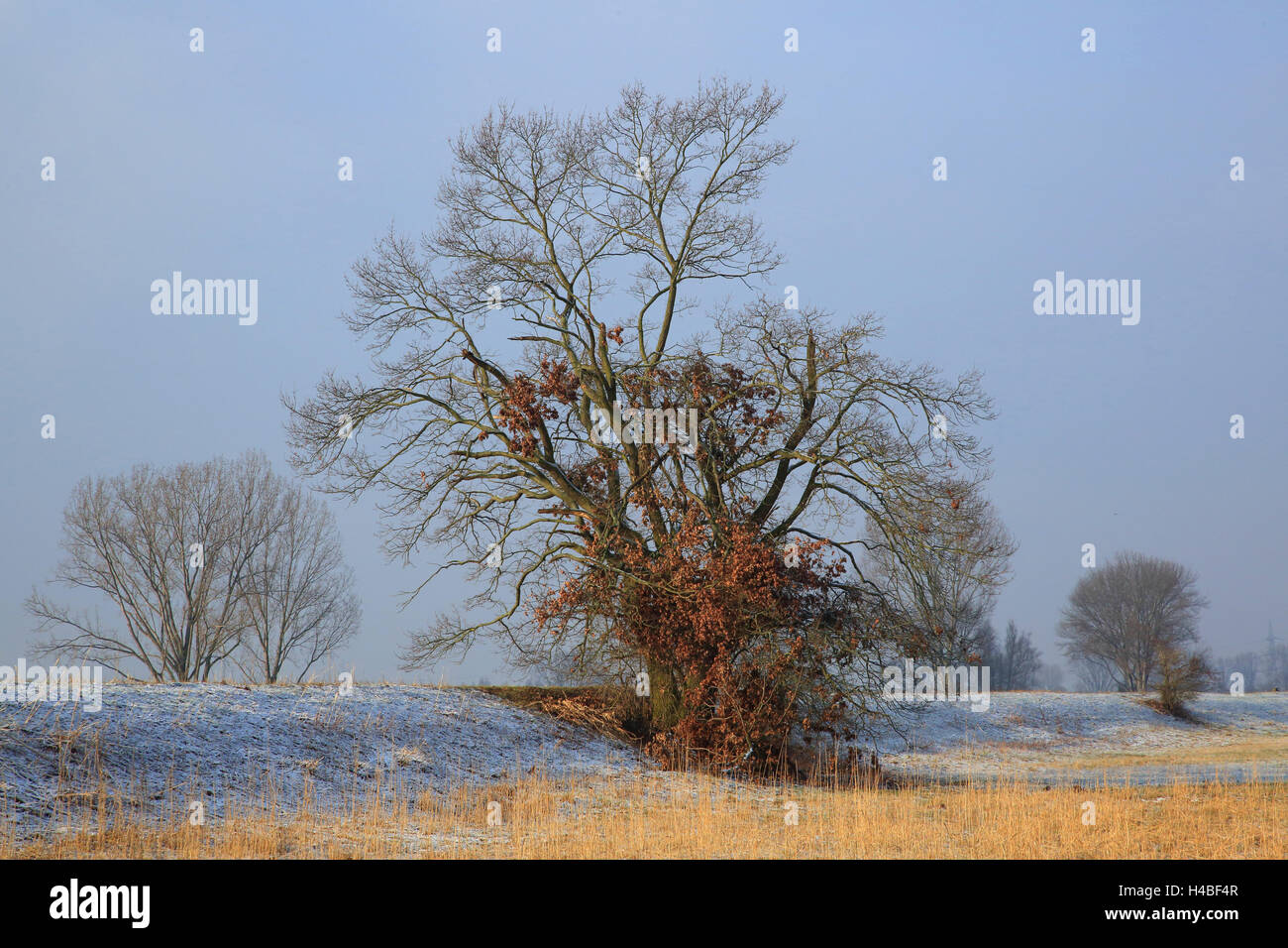 Chêne pédonculé Quercus robur en hiver Banque D'Images