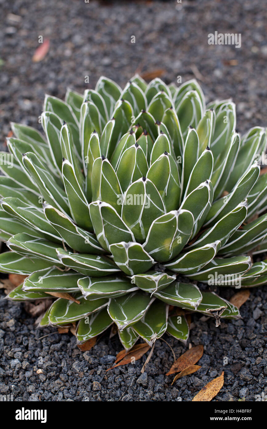 Agave victoriae reginae Banque D'Images