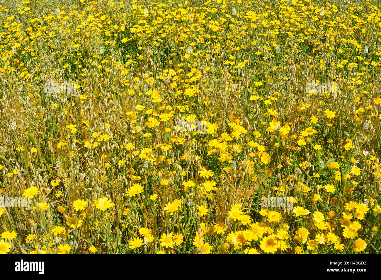 Prairie avec fleurs jaunes en été, Rhoen Mountain Range, Hesse, Allemagne Banque D'Images