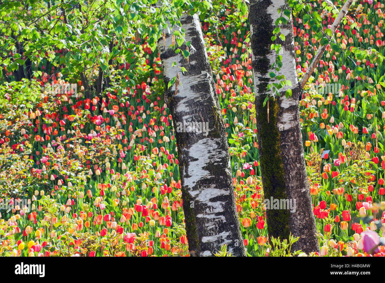 Tulip garden avec les bouleaux Banque D'Images