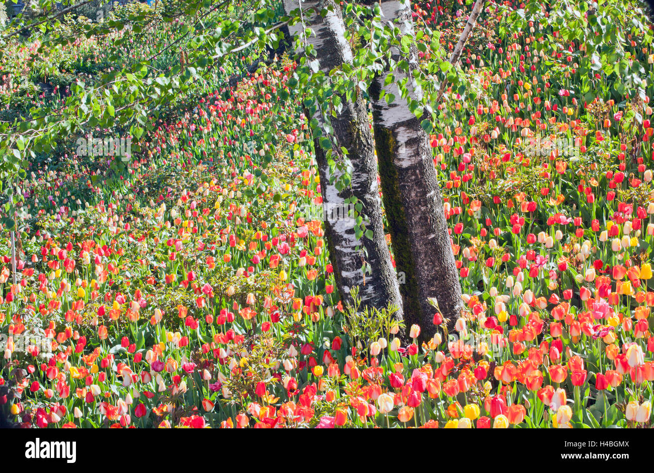 Tulip garden avec les bouleaux Banque D'Images
