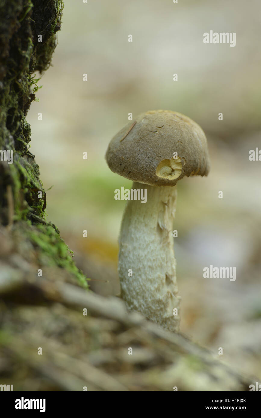 Bouleau commun Le Guide des champignons, champignons, forêt, moyenne, close-up Banque D'Images