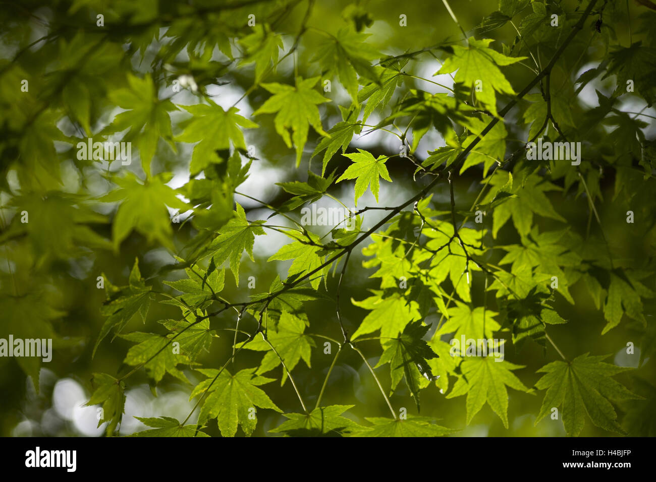 Fourche d'érable professionnel, feuilles, vert moyen, close-up, Banque D'Images