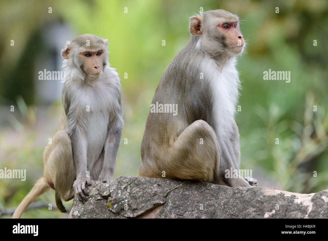 Bandar, Macaca mulatta, Banque D'Images