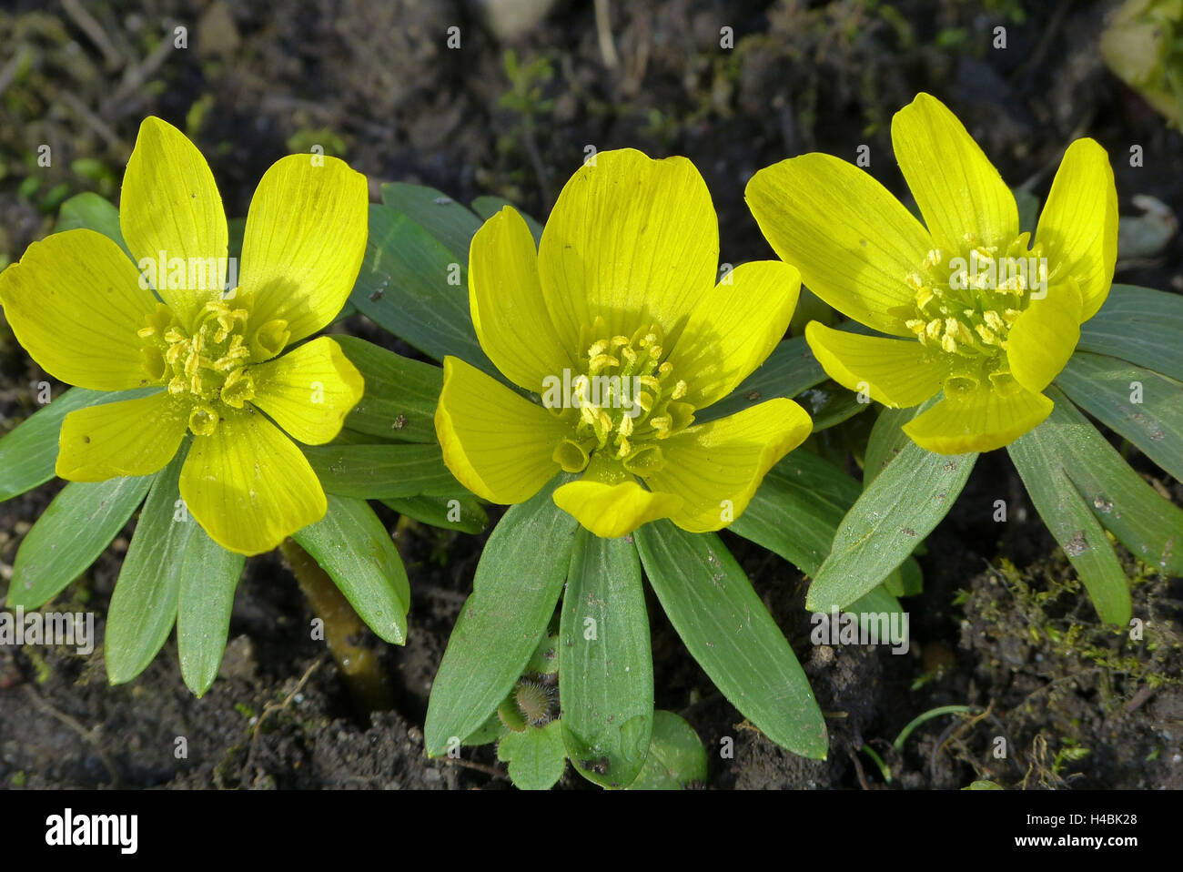 Aconit d'hiver Eranthis hyemalis, épanouissement,, Banque D'Images