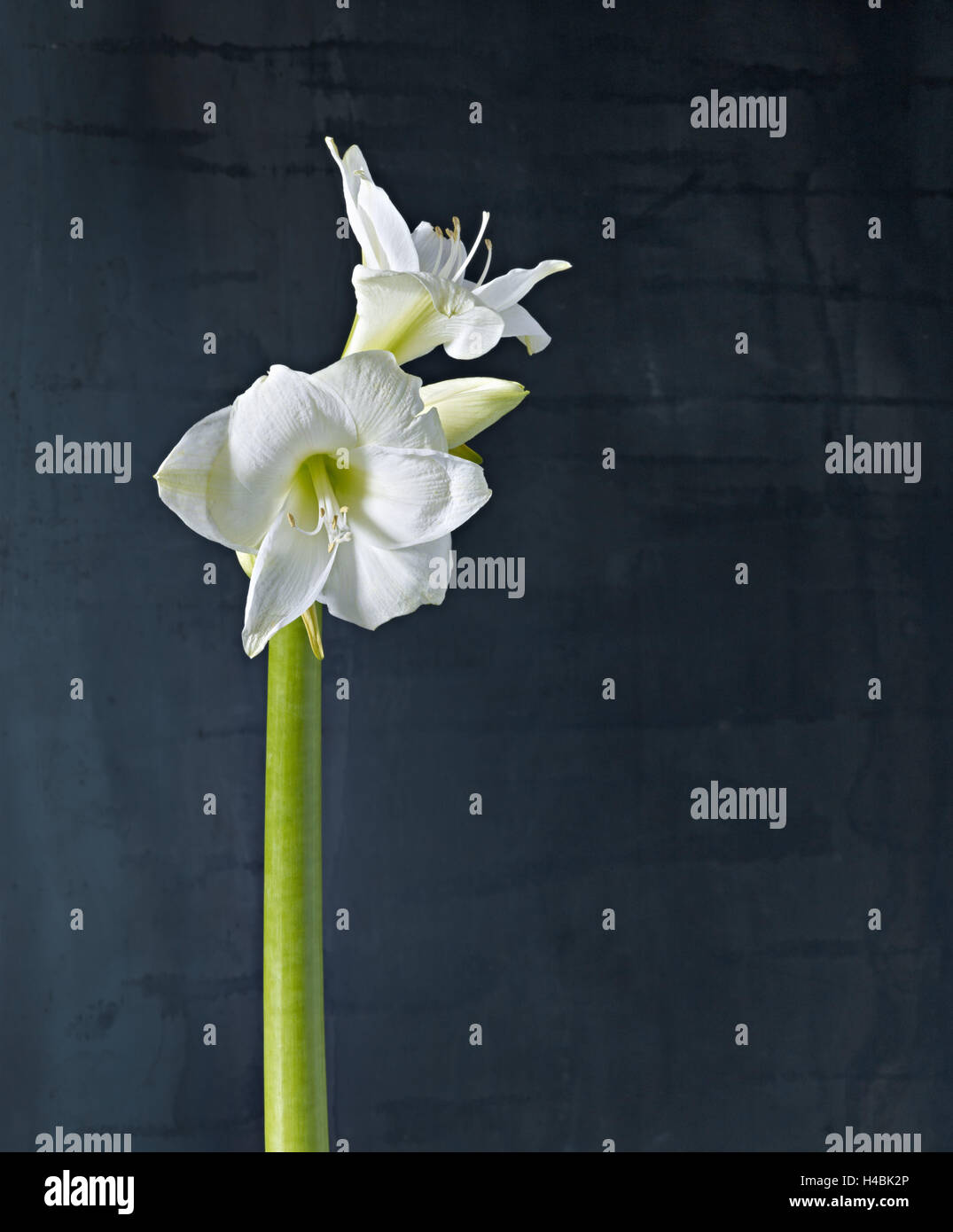 Amaryllis, fleur, fleurs, nature morte, blanc, Banque D'Images