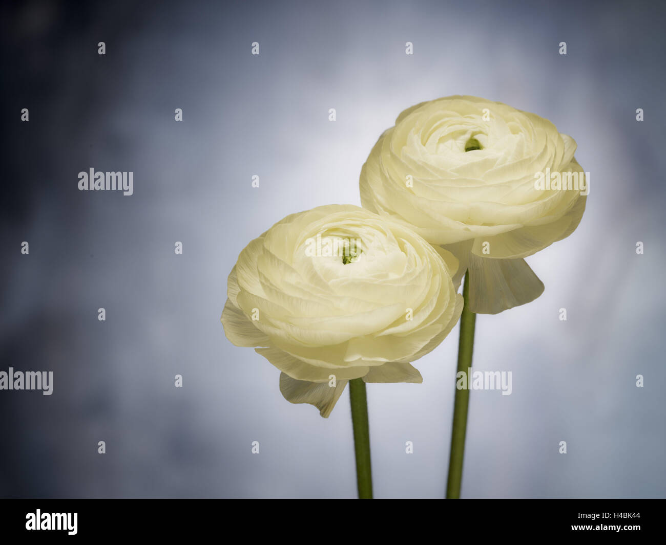 Renoncules, fleur, fleurs, blanc, nature morte, Banque D'Images