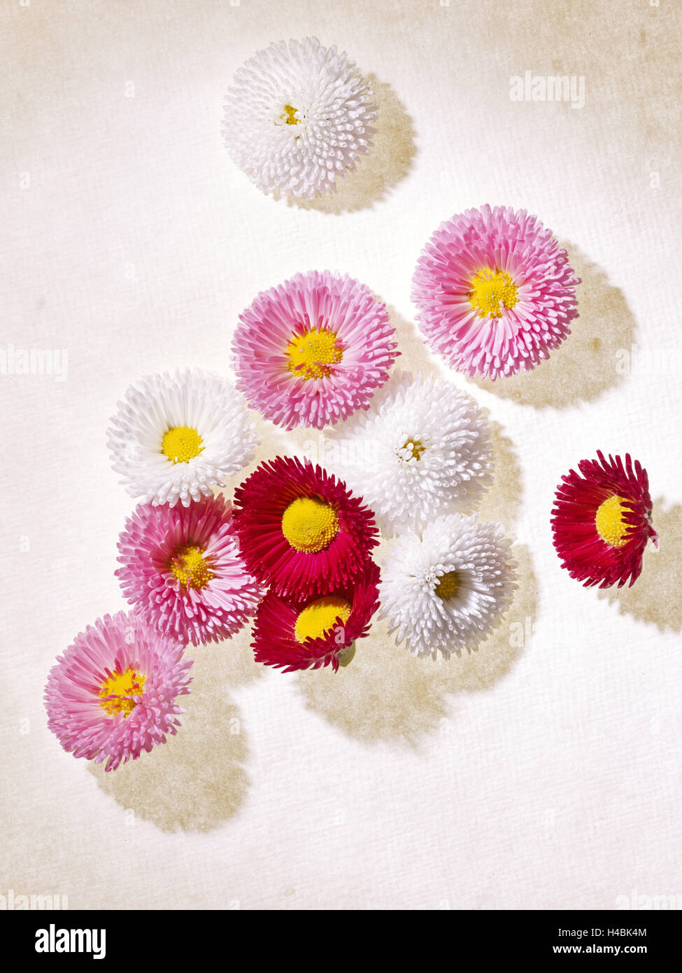 Pâquerette, Bellis perennis, fleurs, rose, blanc, rouge, Banque D'Images