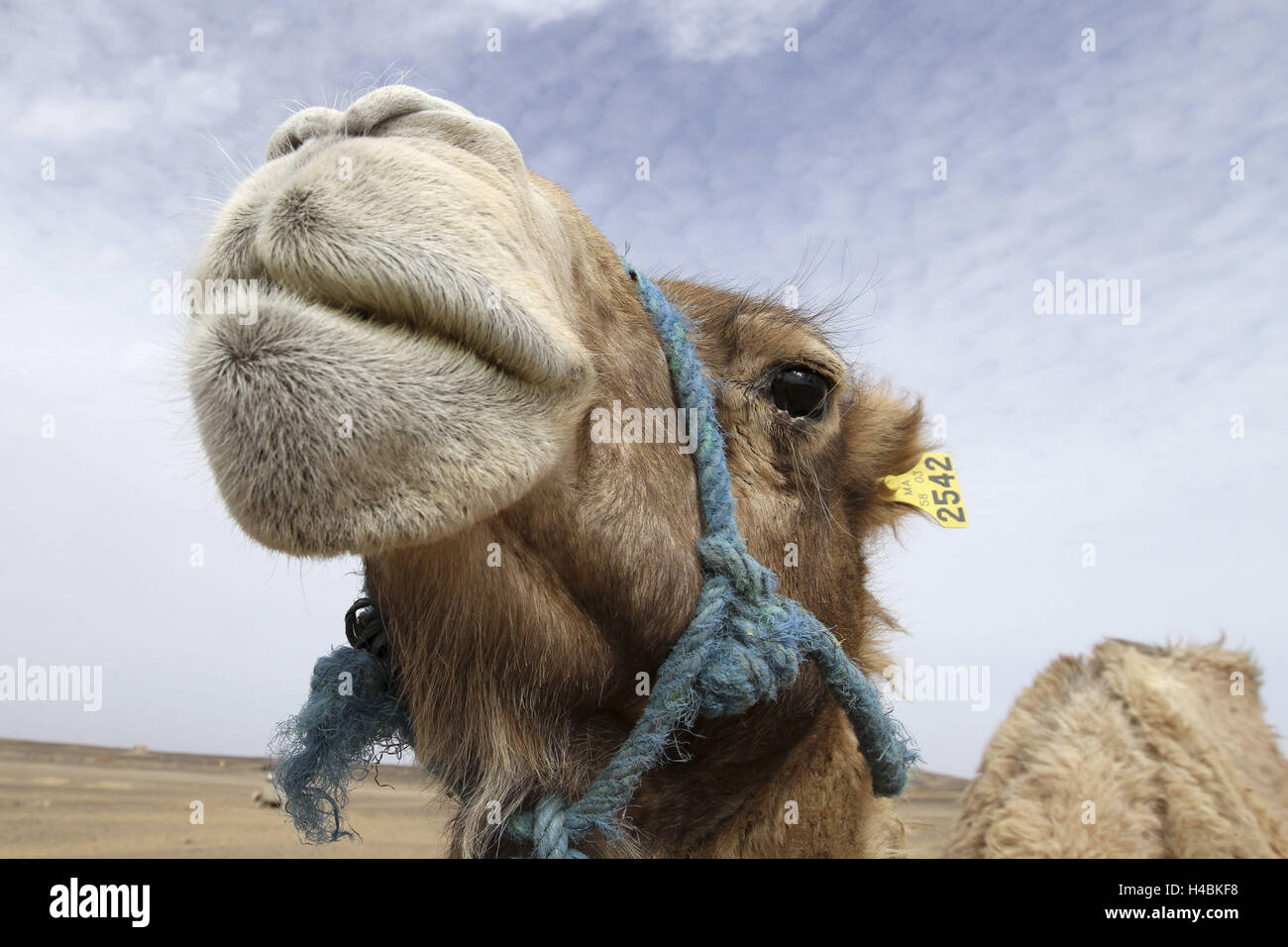 L'Afrique, le Maroc, l'Erg Chebbi, Merzouga, Sahara, camel, close-up, Banque D'Images