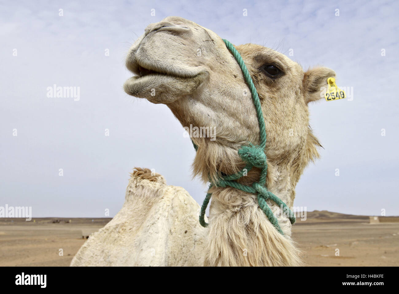 L'Afrique, le Maroc, l'Erg Chebbi, Merzouga, Sahara, camel, close-up, Banque D'Images