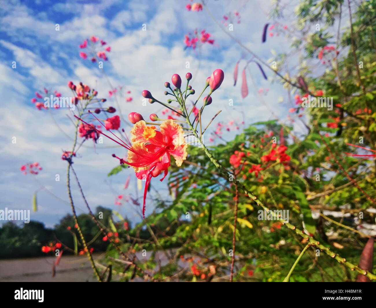 Poinciana, fleur de paon, oiseau de paradis rouge, oiseau de paradis mexicain, nain poinciana, fierté de la Barbade, des flamboyants,-de-jar Banque D'Images