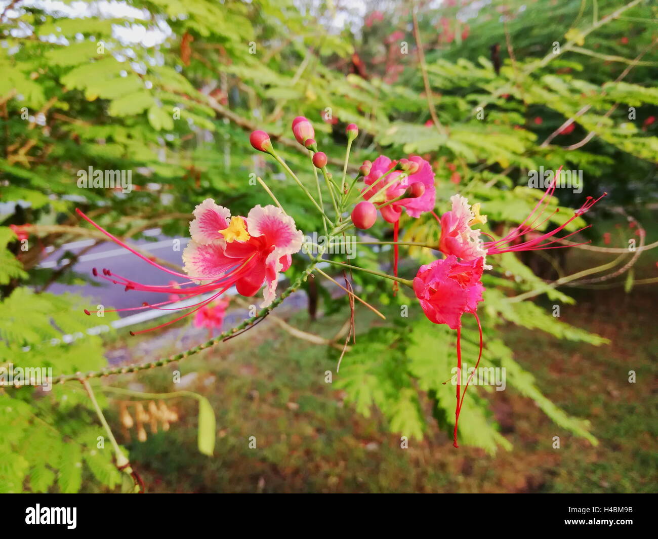 Poinciana, fleur de paon, oiseau de paradis rouge, oiseau de paradis mexicain, nain poinciana, fierté de la Barbade, des flamboyants,-de-jar Banque D'Images