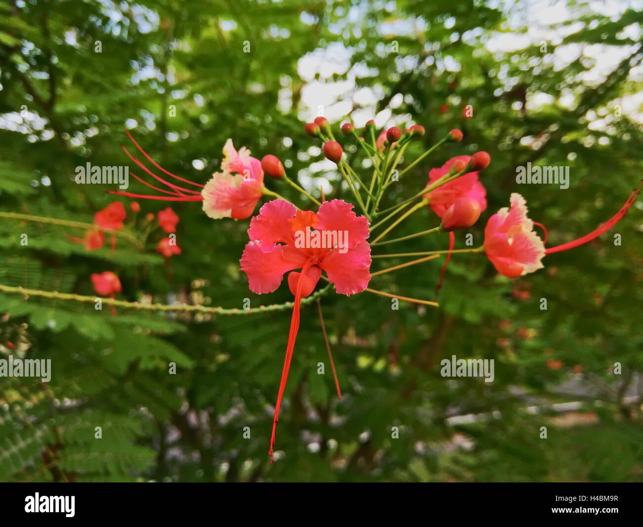 Poinciana Fleur De Paon Oiseau De Paradis Rouge Oiseau De