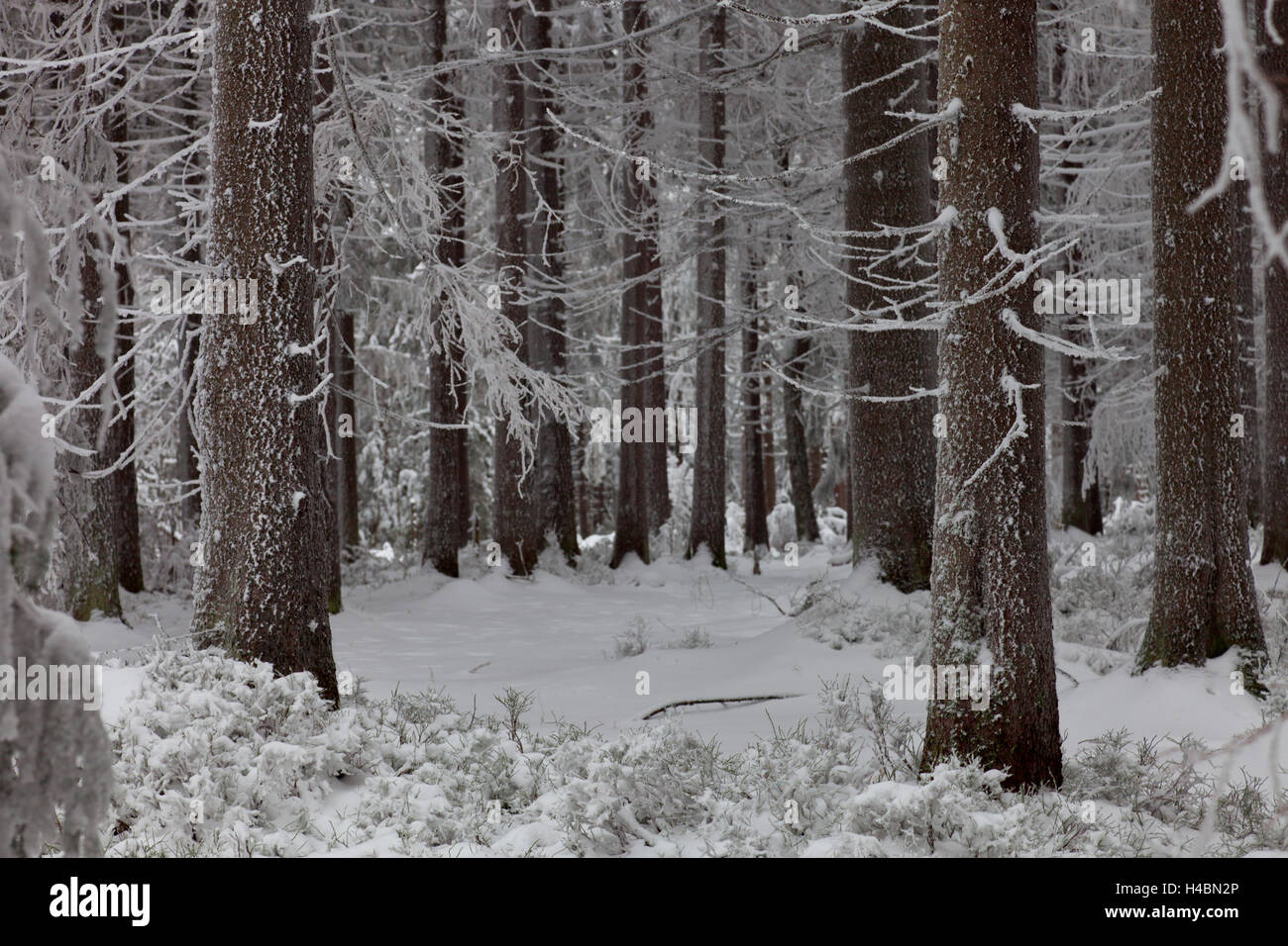L'hiver, le bois, le gel, la neige, les arbres, la résine, Résine, réserve naturelle, Basse-Saxe, Allemagne Banque D'Images