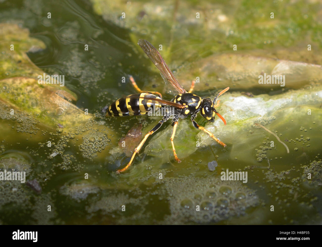 European paper wasp, Polistes dominula Banque D'Images
