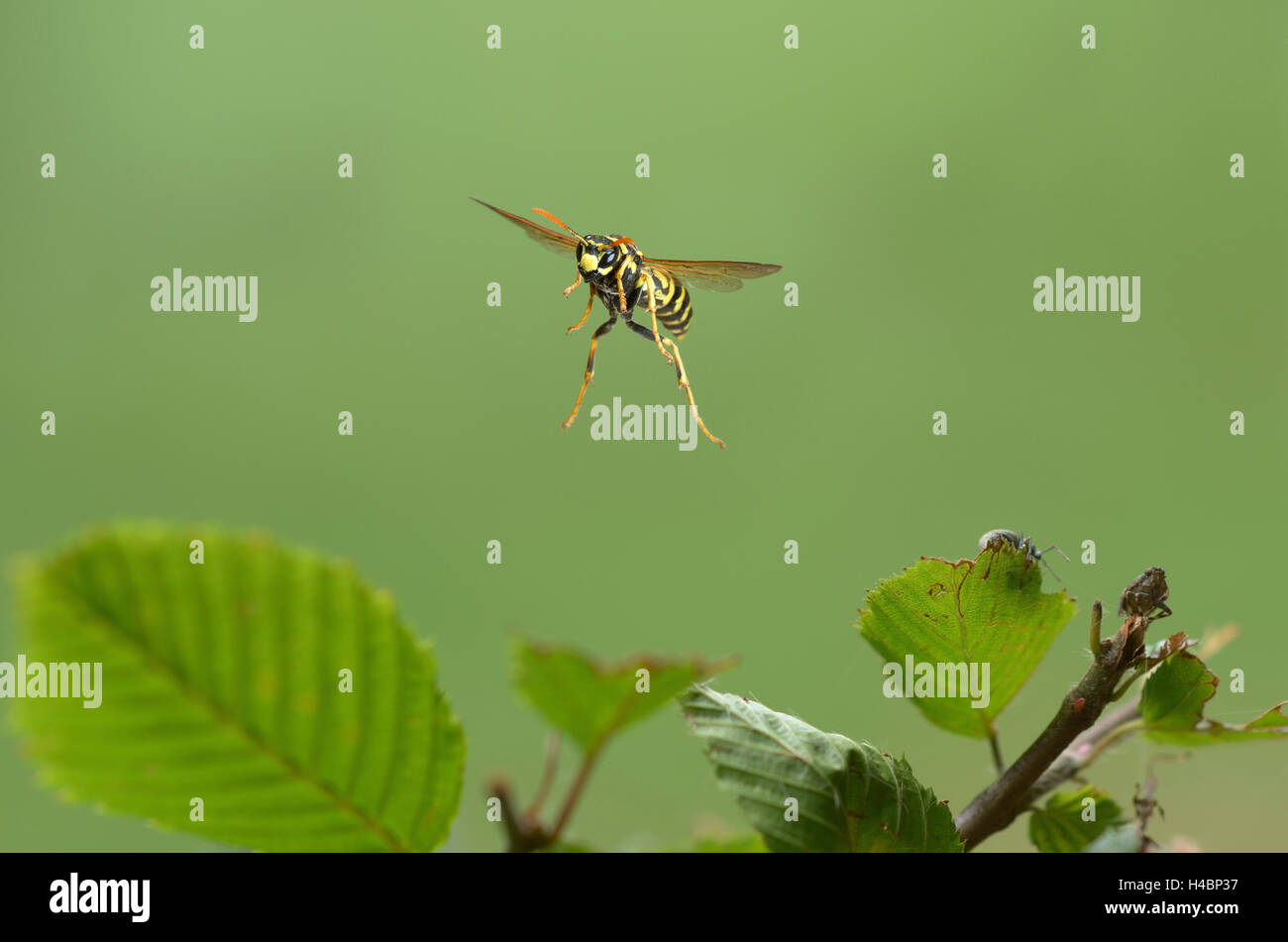 European paper wasp, Polistes dominula en vol Banque D'Images
