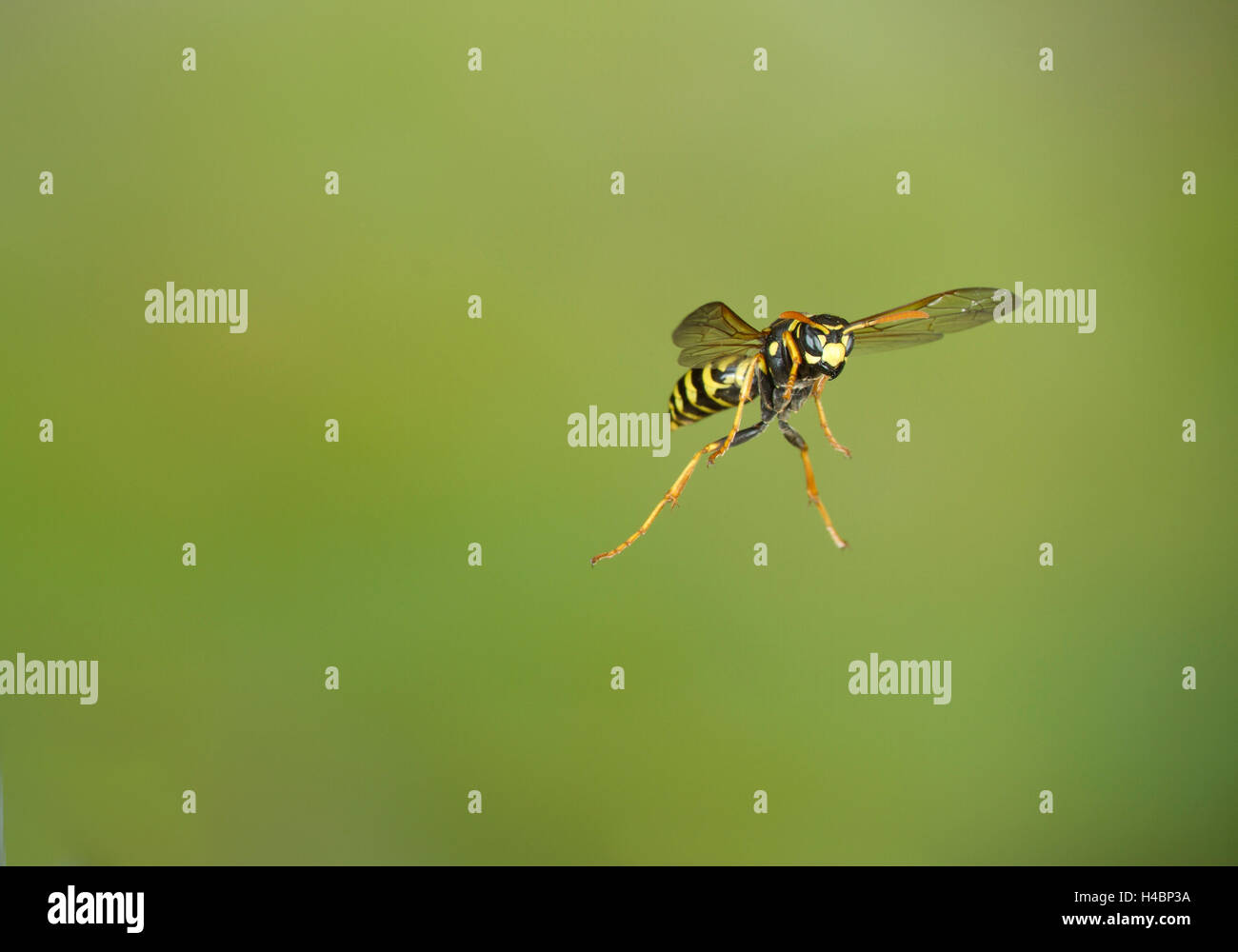 European paper wasp, Polistes dominula en vol Banque D'Images