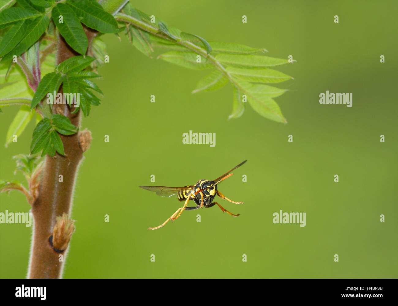 European paper wasp, Polistes dominula en vol Banque D'Images