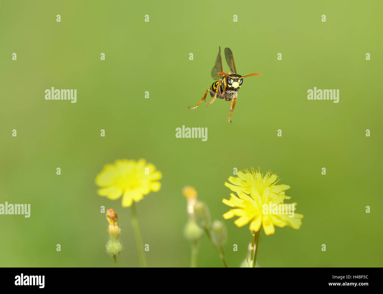 European paper wasp, Polistes dominula en vol Banque D'Images