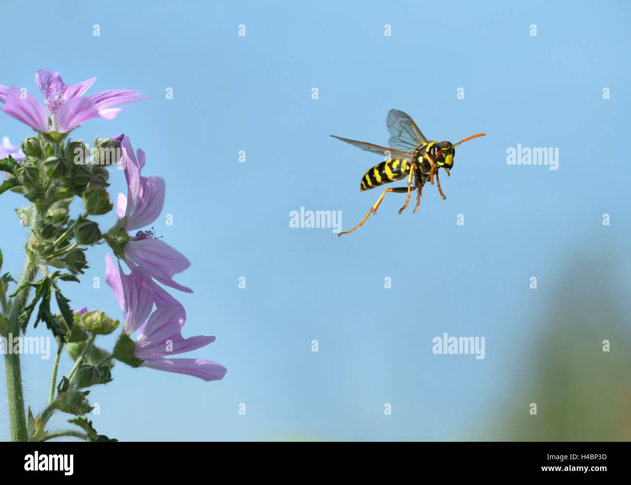 European paper wasp, Polistes dominula en vol Banque D'Images