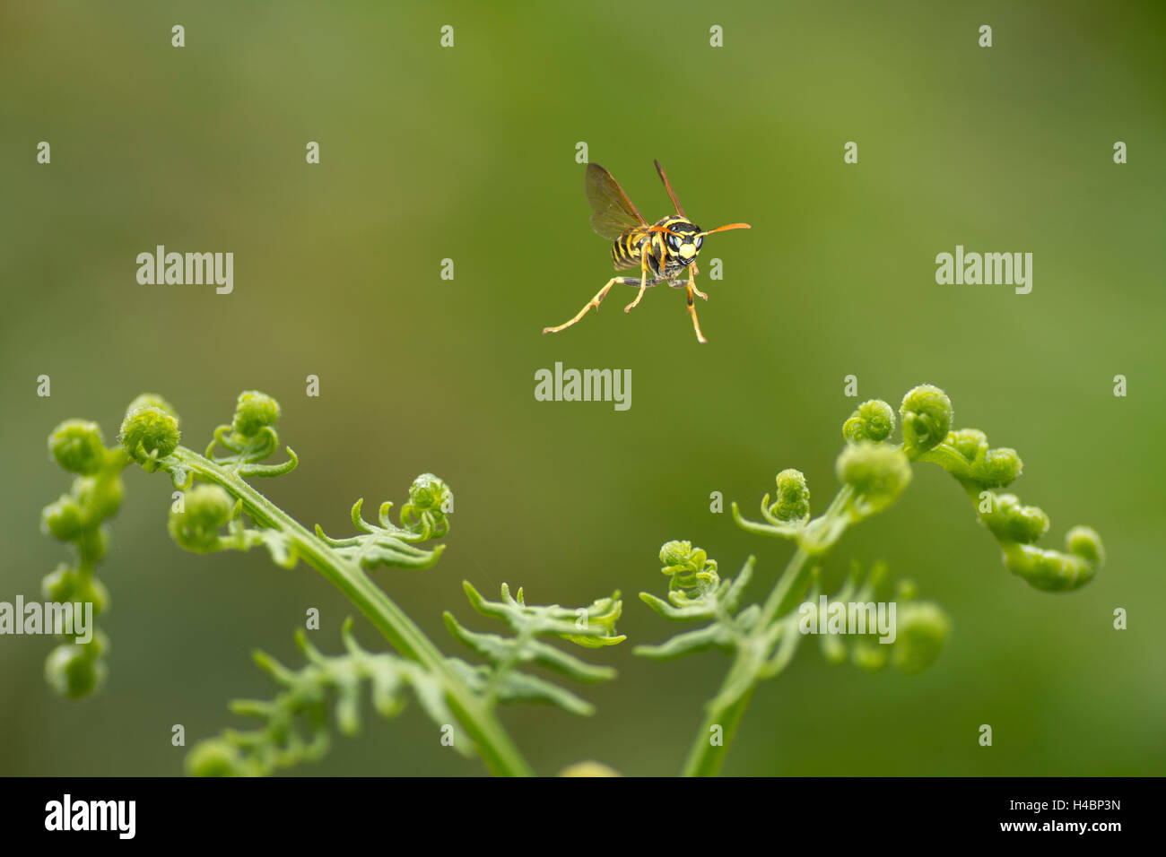European paper wasp, Polistes dominula en vol Banque D'Images