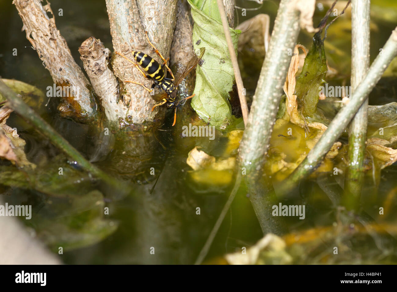European paper wasp, Polistes dominula Banque D'Images