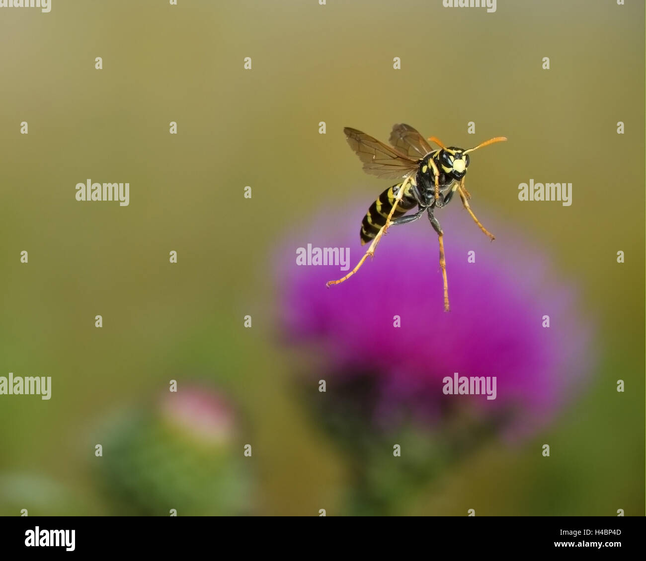 European paper wasp, Polistes dominula en vol Banque D'Images