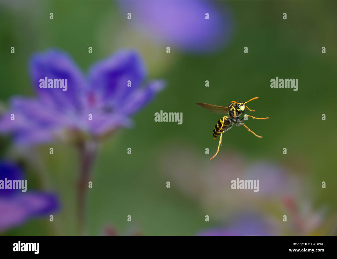 European paper wasp, Polistes dominula en vol Banque D'Images