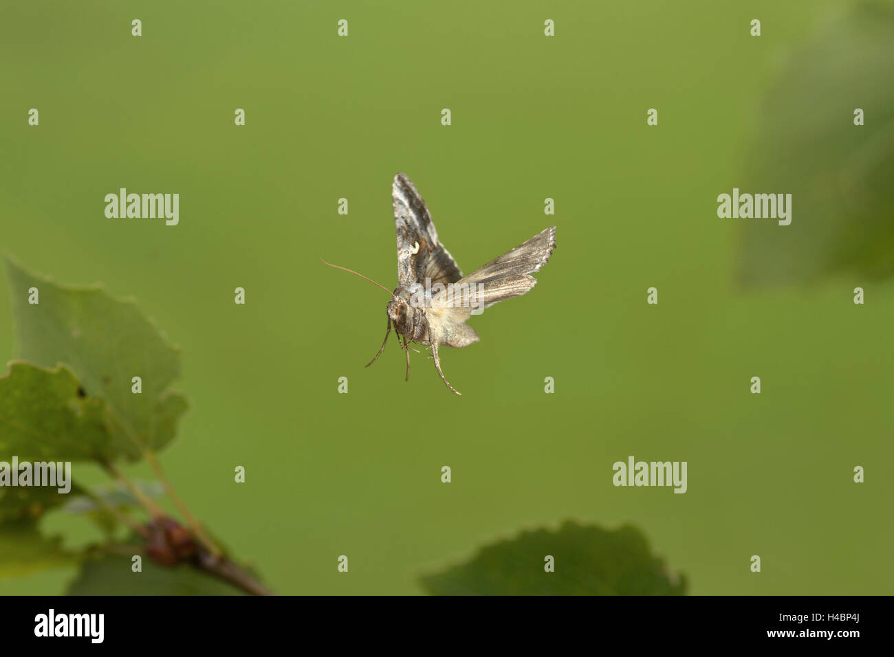 L'ARGENT Y ( papillon migrateur) Autographa gamma, en vol Banque D'Images