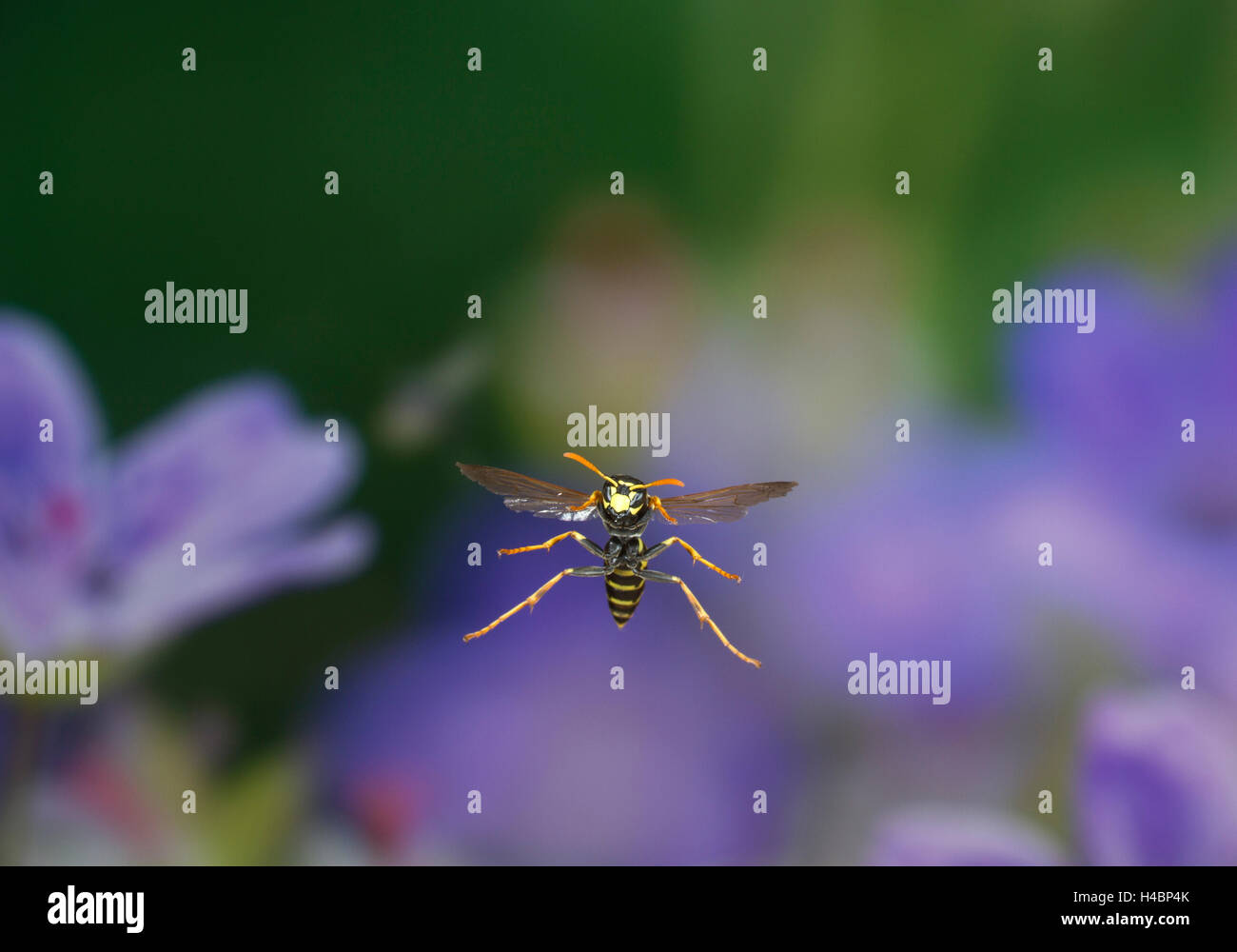 European paper wasp, Polistes dominula en vol Banque D'Images