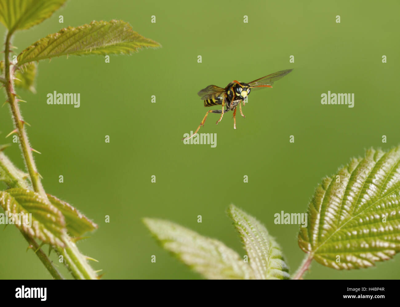 European paper wasp, Polistes dominula en vol Banque D'Images