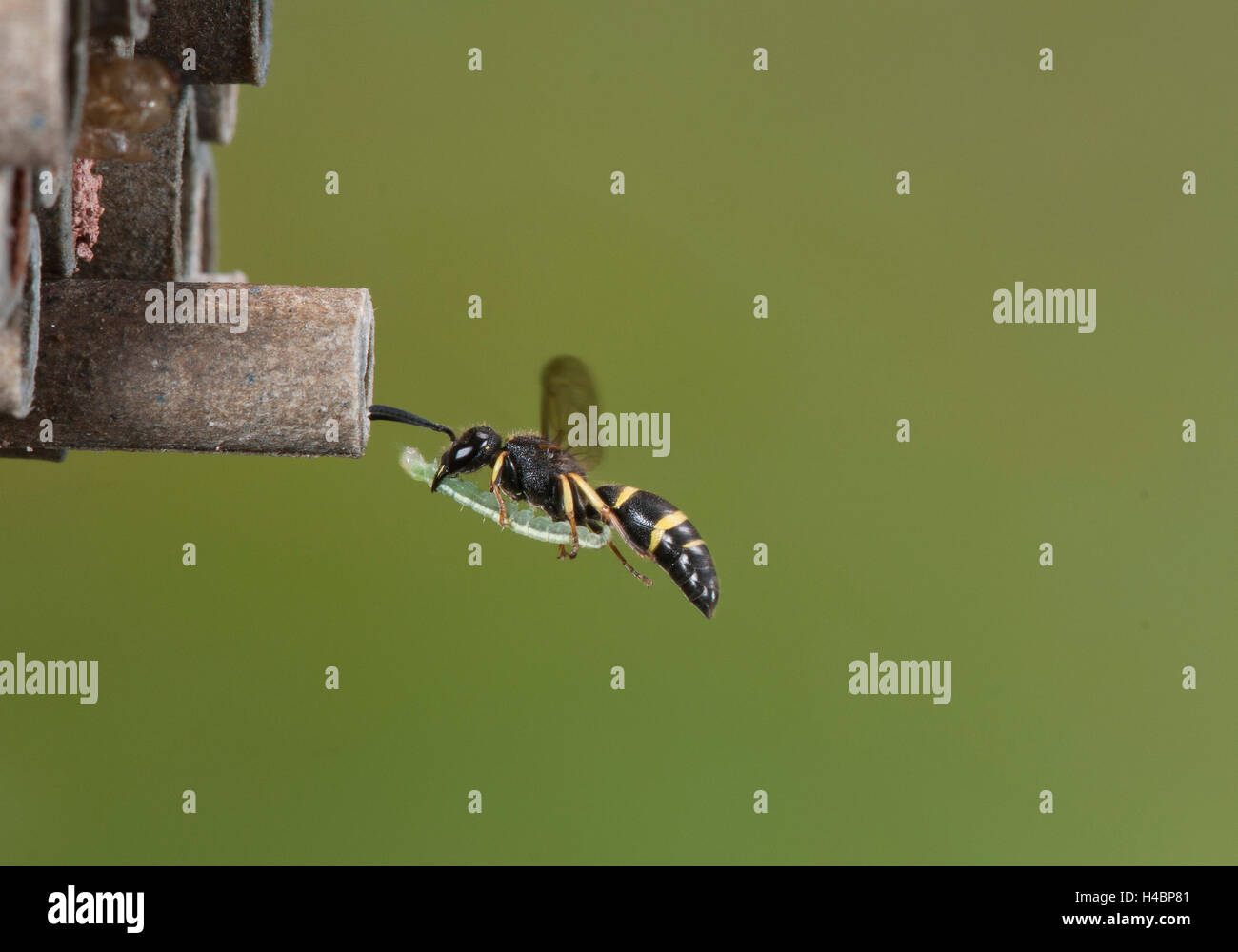 Wasp Potter en vol Banque D'Images