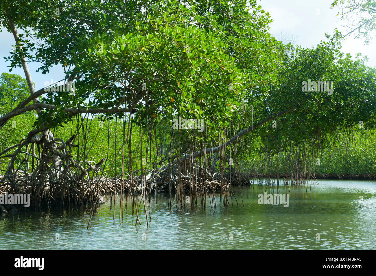 La République dominicaine, l'orient, Sabana de la Mar, Parc Haitises batch, les mangroves dans le système de canal Cano Hondo Banque D'Images