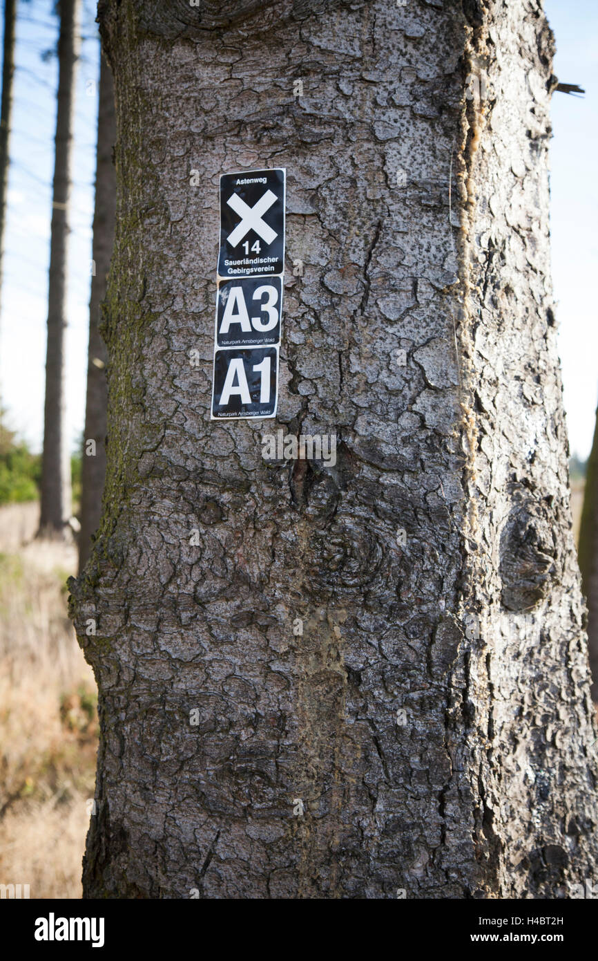 Signpost Club alpin du Sauerland dans un vieux hêtre Banque D'Images