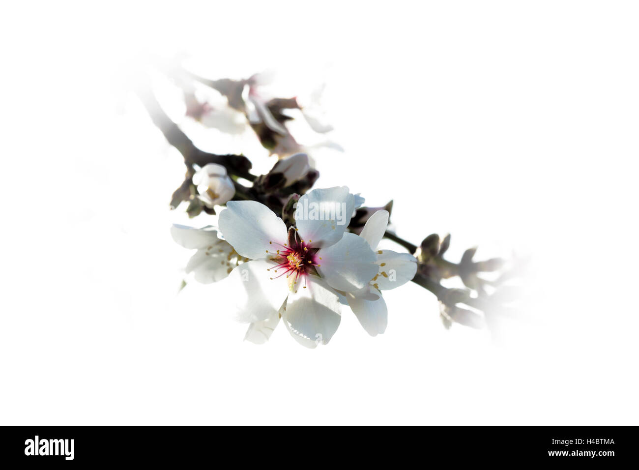 Amandier en fleurs près de Santiago del Teide à Tenerife, Canary Islands, Spain, Europe Banque D'Images