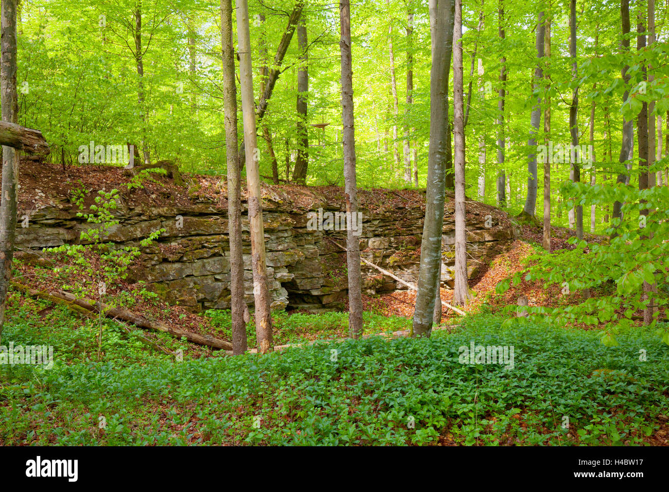 La forêt de feuillus au milieu du Jura Franconien Banque D'Images