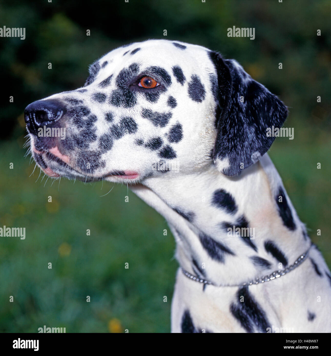 Chien dalmatien, portrait, Banque D'Images