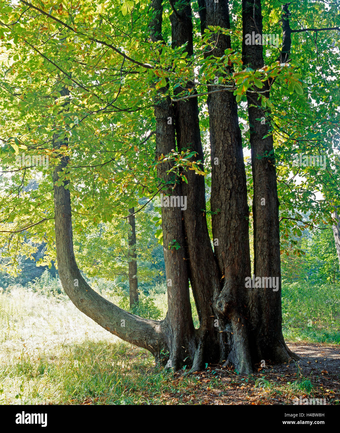 Candelabra-marron d'armés avec cinq troncs, Aesculus hippocastanum, Banque D'Images