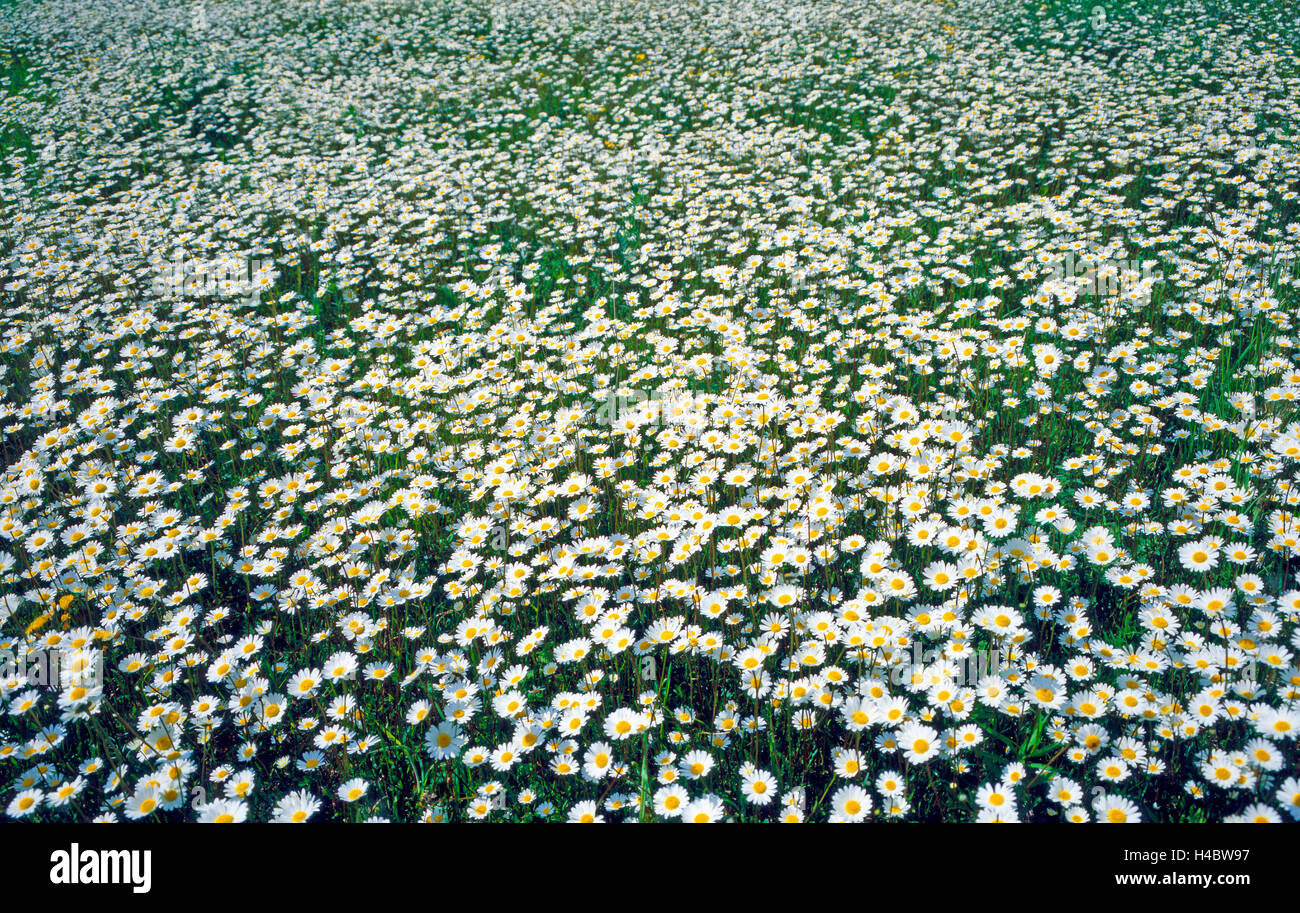 La floraison luxuriante marguerite blanche pré, montagne, Leucanthemum vulgare Banque D'Images