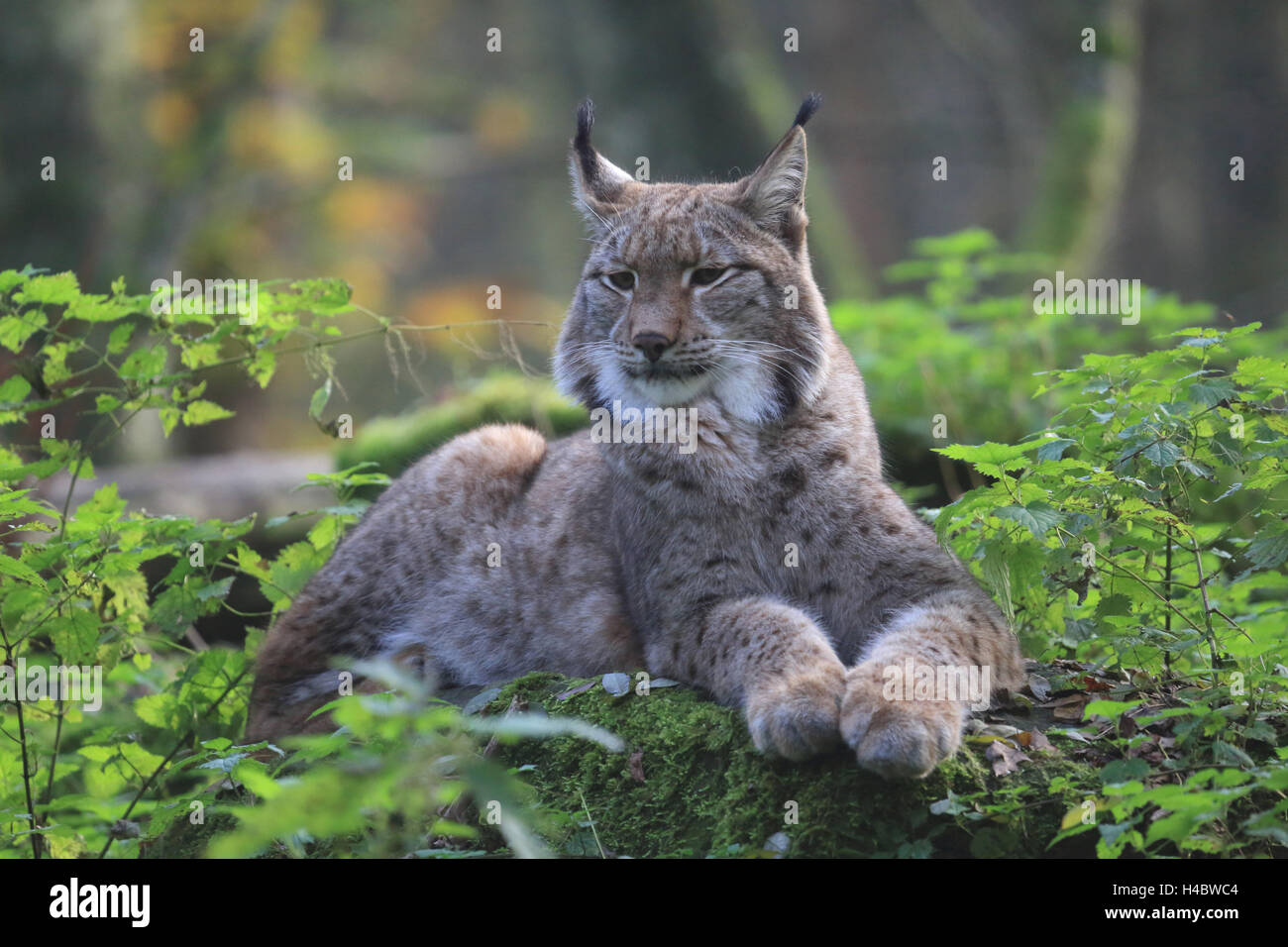 Felis lynx, Lynx lynx Banque D'Images