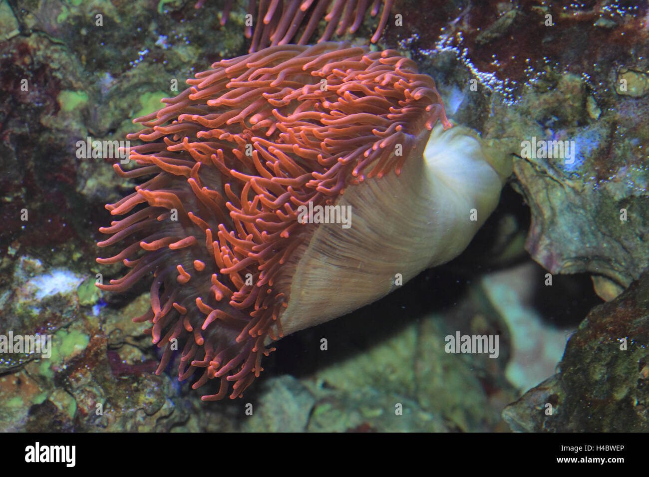 Bulle-tip anemone Entacmaea quadricolor Banque D'Images