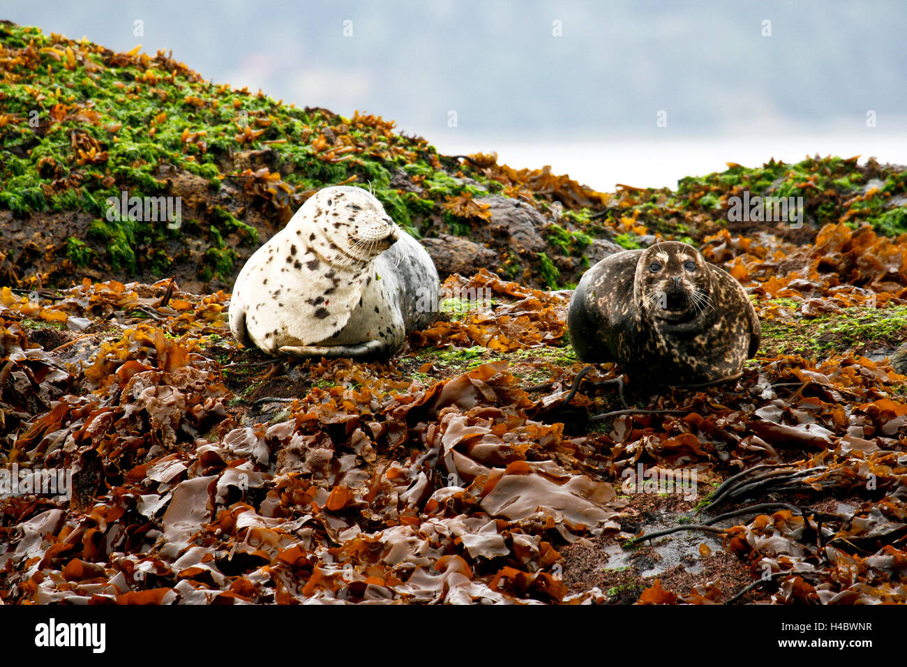 Le phoque commun Phoca vitulina du Pacifique dans le détroit de Johnstone. L'île de Vancouver. La Colombie-Britannique. Canada Banque D'Images