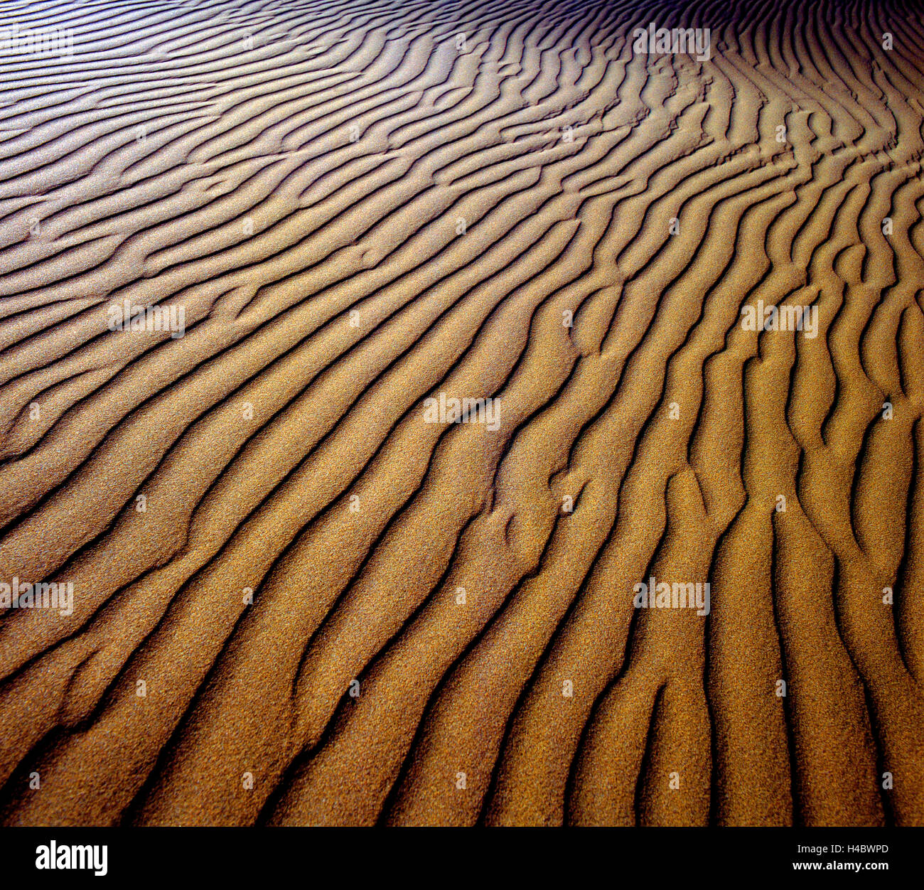 Vent de sable, dunes ondulées en forme de mer, Sahara, Afrique du Nord Banque D'Images