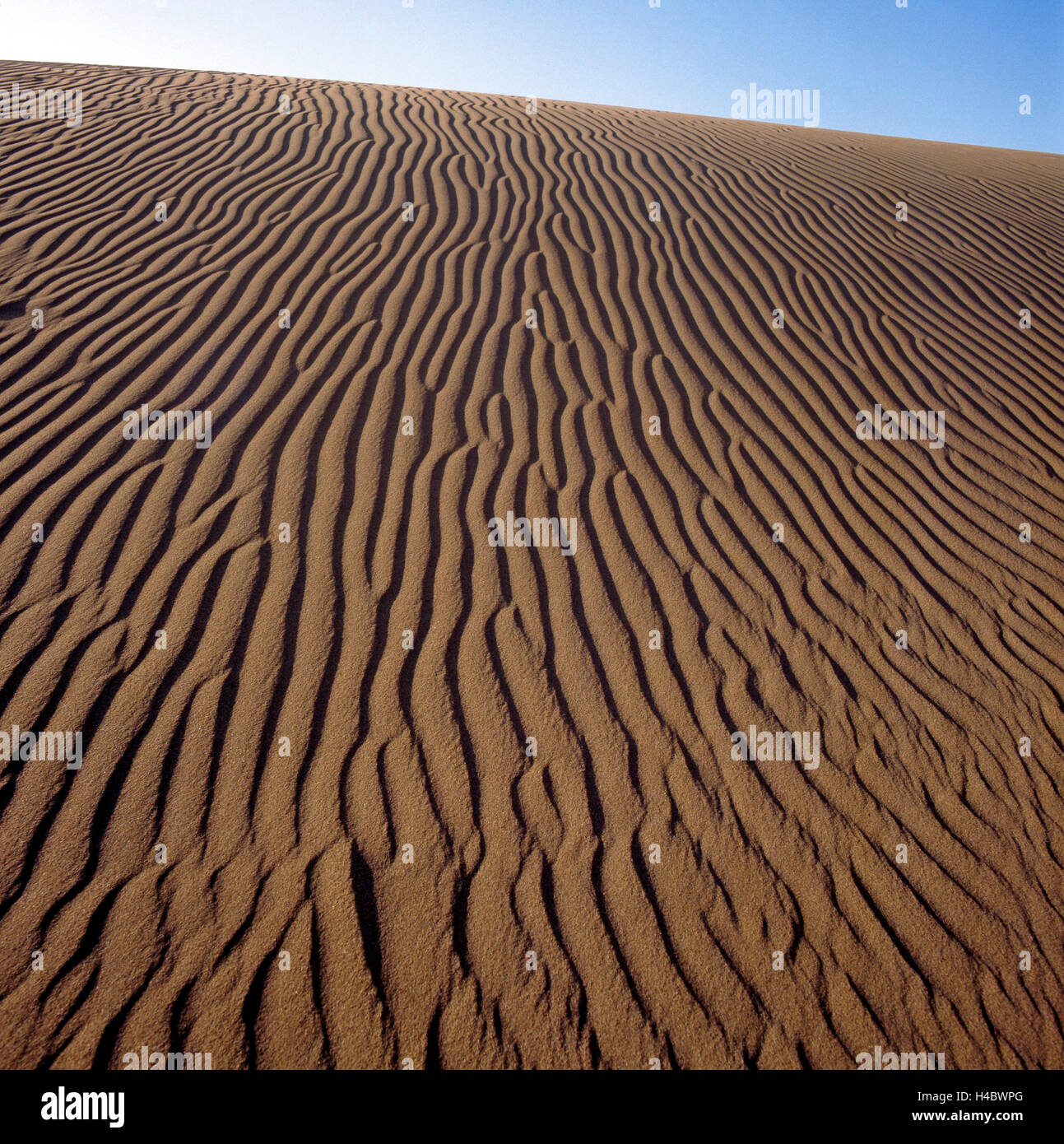 Vent de sable, dunes ondulées en forme de mer, Sahara, Afrique du Nord Banque D'Images