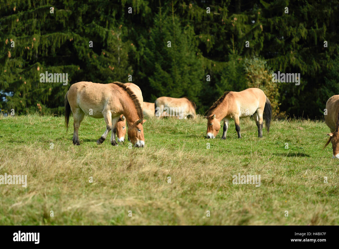 Chevaux de Przewalski, Equus ferus przewalskii, glade, side view, Comité permanent Banque D'Images