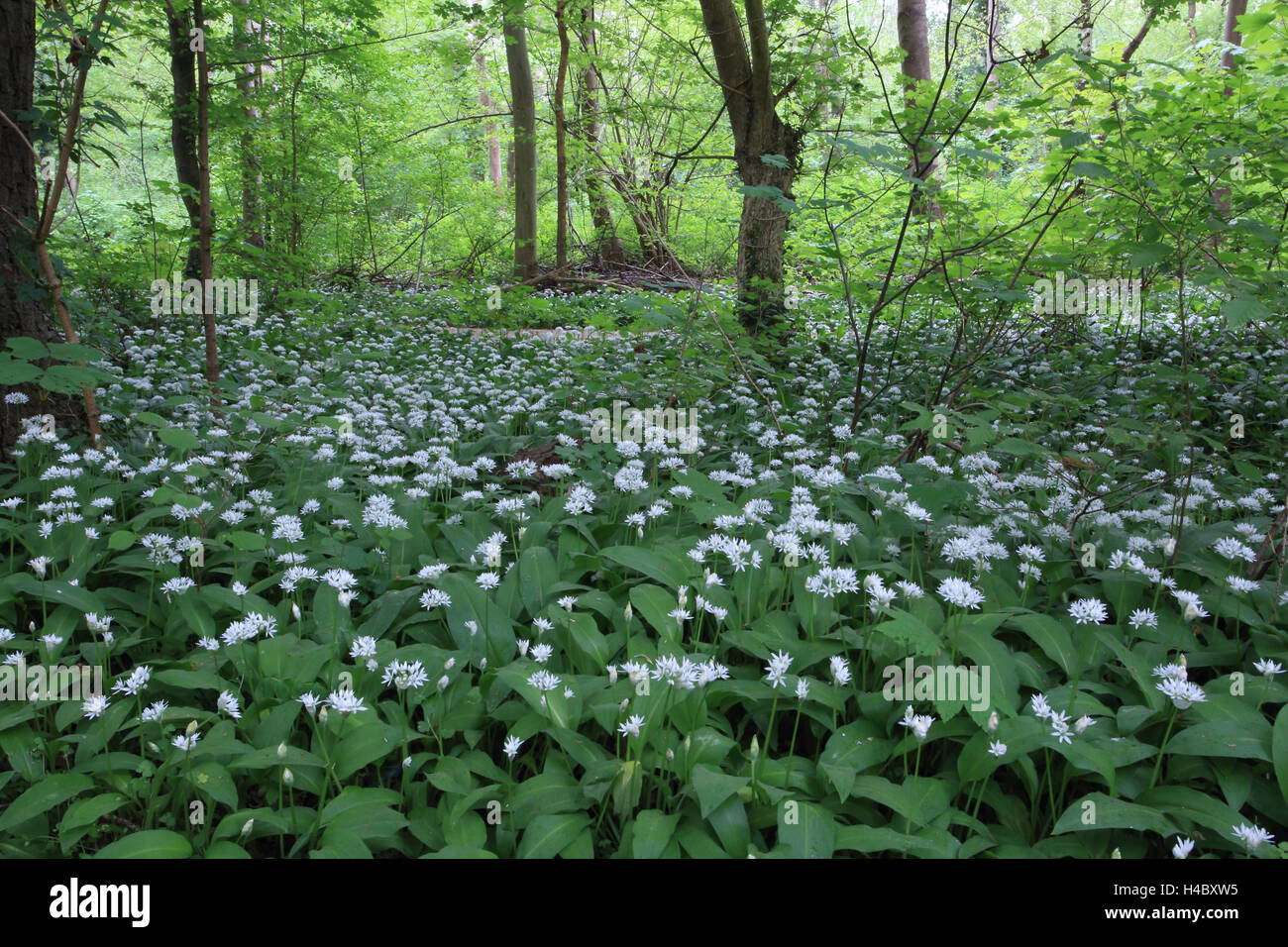 Paysage de prairie à l'ail sauvage au printemps, Allium ursinum Banque D'Images