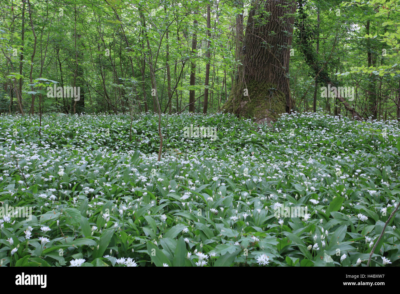 Paysage de prairie à l'ail sauvage au printemps, Allium ursinum Banque D'Images