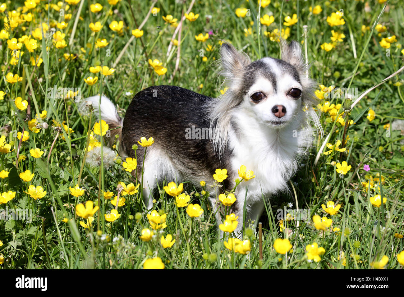 Chihuahua sur le pré, crowfoot Banque D'Images