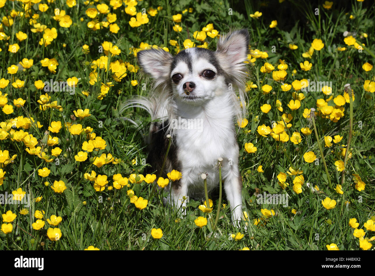 Chihuahua sur le pré, crowfoot Banque D'Images