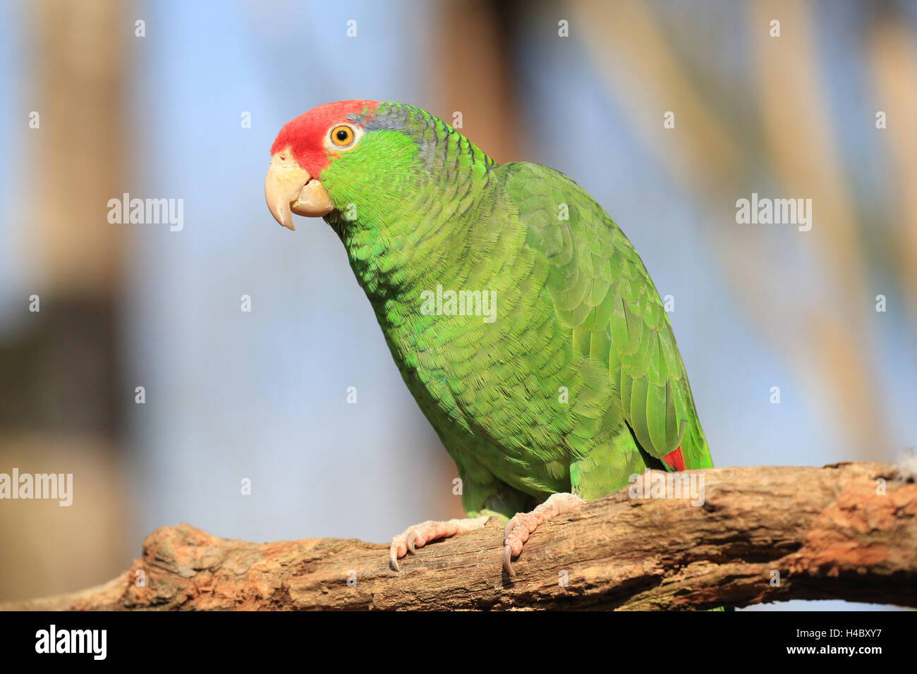 Amazone à couronne rouge, Amazona viridigenalis Banque D'Images